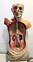 Big Antique 1930s Anatomical Model of Human Body , 85 cm / 33.5&quot; - $692.90
