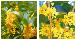 20 Seeds / Pack Sweet-scented Osmanthus Flower Seeds Dark Yellow Color - £20.53 GBP