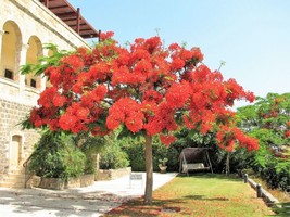 10 Royal Poinciana Tree Delonix Regia Aka Red Flame Flamboyant Tree Flower Seeds - $9.90