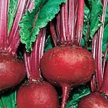 SEPTH Beet Seed, Detroit Dark Red, Heirloom,  Non Gmo, 100 Seeds, Sweet Beets - £4.96 GBP