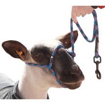 Sullivan Supply, Inc. Sheep Halter with Snap Lead Black Pink Teal Blue Fusion - £10.93 GBP