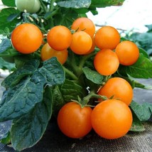 Pinocchio Orange Dwarf tomato - 5+ Seeds - P 256 - £1.55 GBP