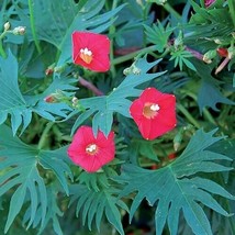 GIB 100 Seeds Easy To Grow Red Cardinal Climber Flowers - £7.07 GBP