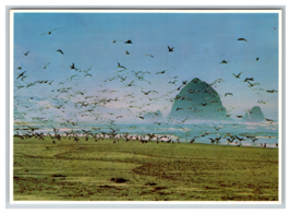 Seagulls Soaring above Haystack Rock on the Oregon Coast Postcard Unposted - £3.84 GBP