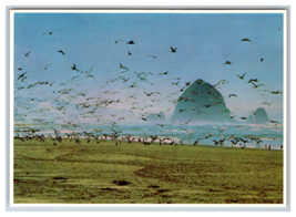 Seagulls Soaring above Haystack Rock on the Oregon Coast Postcard Unposted - $4.89