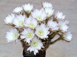 Echinopsis ancistrophora cactus plant flowering succulent cacti seed 50 seeds - £7.58 GBP