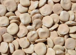 100 Seeds Lupini Beans Seed Sweet Lupini SH11543C - $23.98