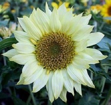 VP 25 Moonshadow Sunflower Seeds Flowers Seed Flower Perennial Sun Bloom 535 - £5.62 GBP