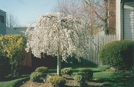 2 Weeping Cherry Trees 2.5" pot image 1