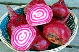 Guashi Store 100 Seeds Chioggia Beets Seed Italian Heirloom Vegetable Garden Pat - £7.07 GBP