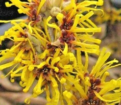 Fast Ship USA Seller 10 Chinese Gold Edge Witch Hazel Seeds Hamamelis Mollis Gol - £9.10 GBP