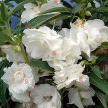 50 Seeds Camellia Impatiens Seeds White Double Flowers Garden - £4.68 GBP