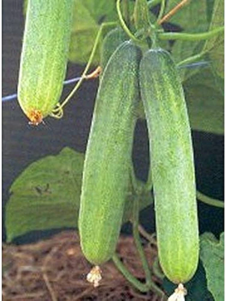 25 Seeds Lucky Dance Cucumbers Planting Edible Food Easy to Grow - $5.56