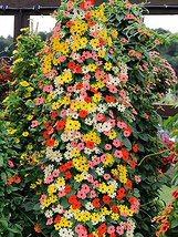 10 Seeds Thunbergia &#39;Qianxi&#39; Mixed Seeds Garden USA Shipping - £0.30 GBP