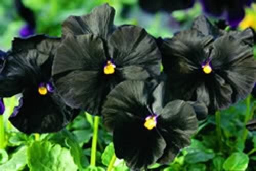 Primary image for Sale 50 Seeds Black Pansy Clear Crystals Viola Wittrockiana Flower  USA