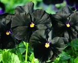 Sale 50 Seeds Black Pansy Clear Crystals Viola Wittrockiana Flower  USA - £7.89 GBP