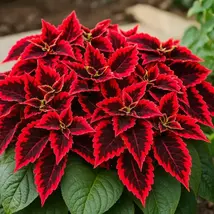 Kong Red Coleus Seeds: Giant Red and Green Foliage - $13.95