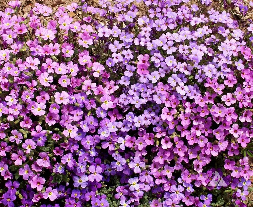 FA Store 1000+Seeds Groundcover ROCK CRESS PURPLE Fragrant Honey Bees Ro... - $2.79