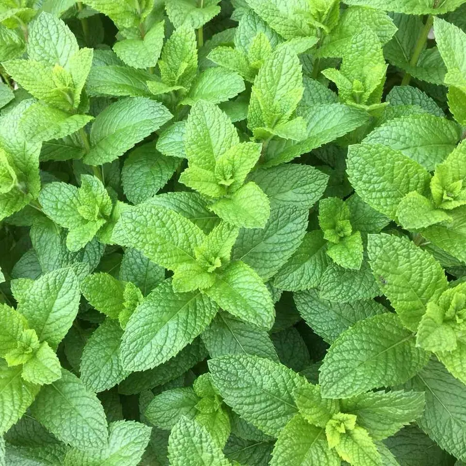 LWS Mixed Mint Peppermint Garden Planting 500 Seeds Fast Shipping - $9.00