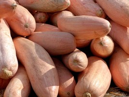 25 Jumbo Pink Banana Squash Perilla Frutescens Heirloom Winter Vegetable Seeds U - $14.20