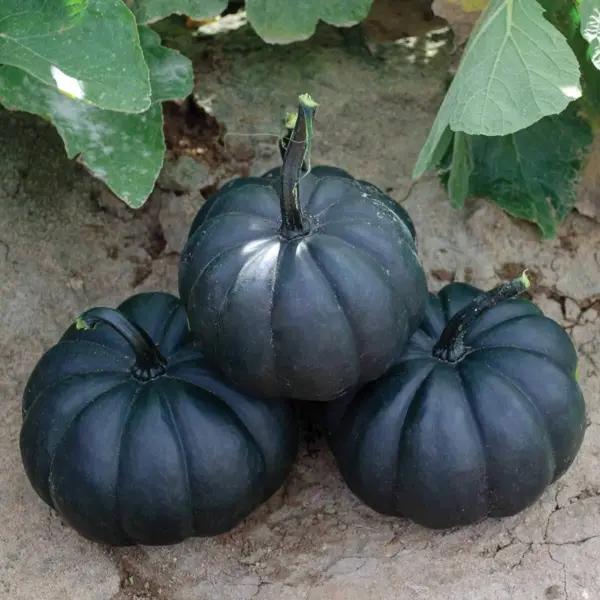 Exotic Black Pumpkin Seeds 10 Seeds Packet Grow Stunning Black Kat Pumpkins Usa  - £14.81 GBP