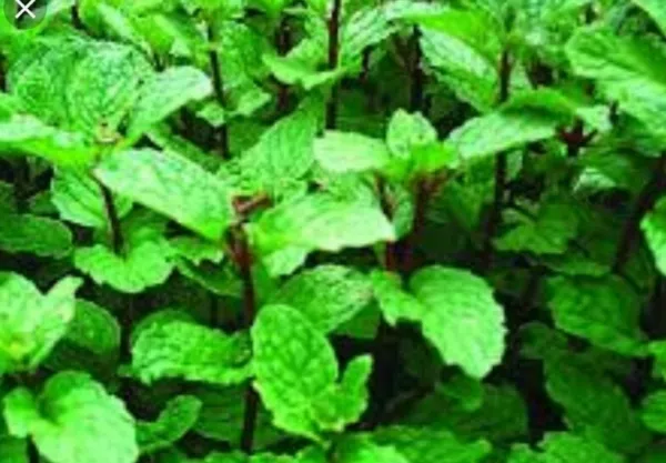 50 Each Peppermint And Mojito Mint Seeds Fresh Gardening USA Shipping - £10.09 GBP