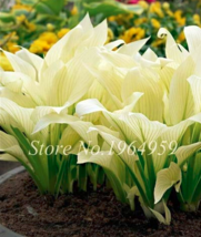 100 Seeds Bonsai Hosta Mixed Bonsai Jardin S Lily Flower Pot White Lace Garden - £3.68 GBP