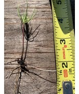 100 pine tree seedlings 3”-6” tall- bare root. Fast Growing Wild. - $98.01