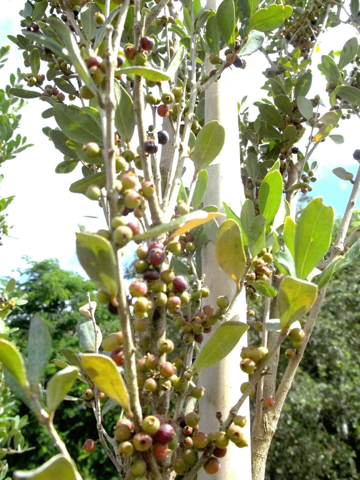Red Stopper Eugenia rhombea, Florida native wild bird tree bonsai seed ...