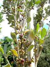 Red Stopper Eugenia rhombea, Florida native wild bird tree bonsai seed 100 seeds - £18.37 GBP