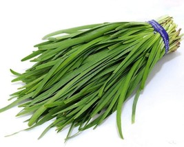 BRN 250 Seeds Chives Garlic Heirloom Groco Fresh Garden - $8.97