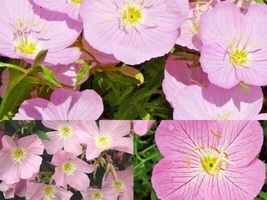 500 Seeds Showy Mexican Evening Primrose Groundcover Container Flower Garden - £13.11 GBP