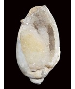 Rare Heera Shankh With Natural Crystals - $2,762.10 MXN
