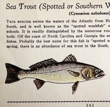 Sea Trout 1939 Salt Water Fish Art Gordon Ertz Color Plate Print Antique PCBG19 - £23.71 GBP