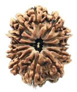 Super Collector Size 12 Mukhi Rudraksha - Nepal - IGL Certified - 31.26 mm - $340.39 CAD