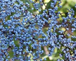 Sale 50 Seeds Blue Elderberry Sambucus Caerulea Arizona Elder Tree Shrub... - £7.76 GBP