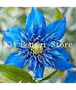 Exotic Seed Clematis Not Bulb Clematis Florida Seed Flower Flowering Pot... - $10.87
