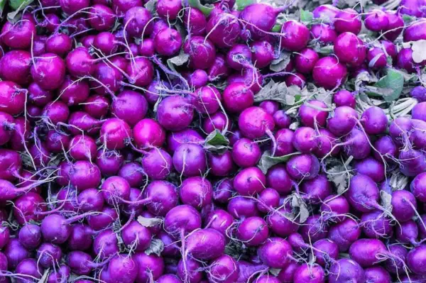 Top Seller 300 Purple Plum Radish Raphanus Sativus White Flesh Root Vege... - £11.48 GBP