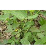 Daun Kacang Tanah Bubuk - Arachis hypogaea Powder Leaf, 80 Gram - $17.05