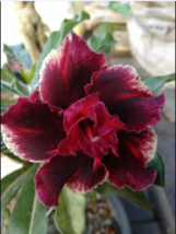 4 Double Red Magenta Desert Rose Seeds Adenium Obesum Flower Exotic Seed - £13.57 GBP