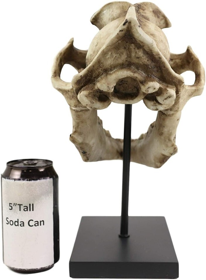 Ebros Direwolf Fossil Skull Statue On Pole Mount and Brass Name Plate 12.5" Long Item image 4