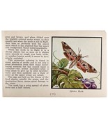 Sphinx Moth 1934 Butterflies America Of Antique Insect Art PCBG14A - $19.99
