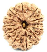 12 Mukhi Rudraksha - Collector Size Nepal Origin Bead - 26.01 mm - IGL C... - $173.75
