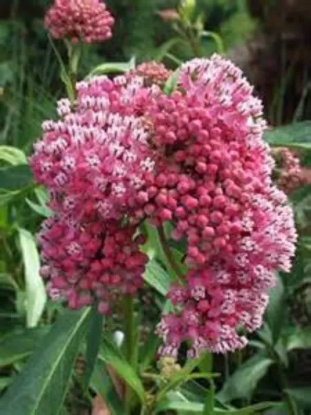 USA Seller FreshOld Fashioned Tall Butterfly Weed 15 Seeds Hummingbird P... - £10.20 GBP