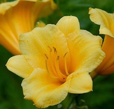Day Lilies STELLA DE ORO  Extra Large Live Plants - £15.98 GBP