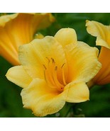 Day Lilies STELLA DE ORO  Extra Large Live Plants - $378.99 MXN