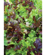 Gourmet Blend Lettuce Seeds Xà Lách Mix Romaine Lollo Green Leaf Red Lea... - $227.11 MXN