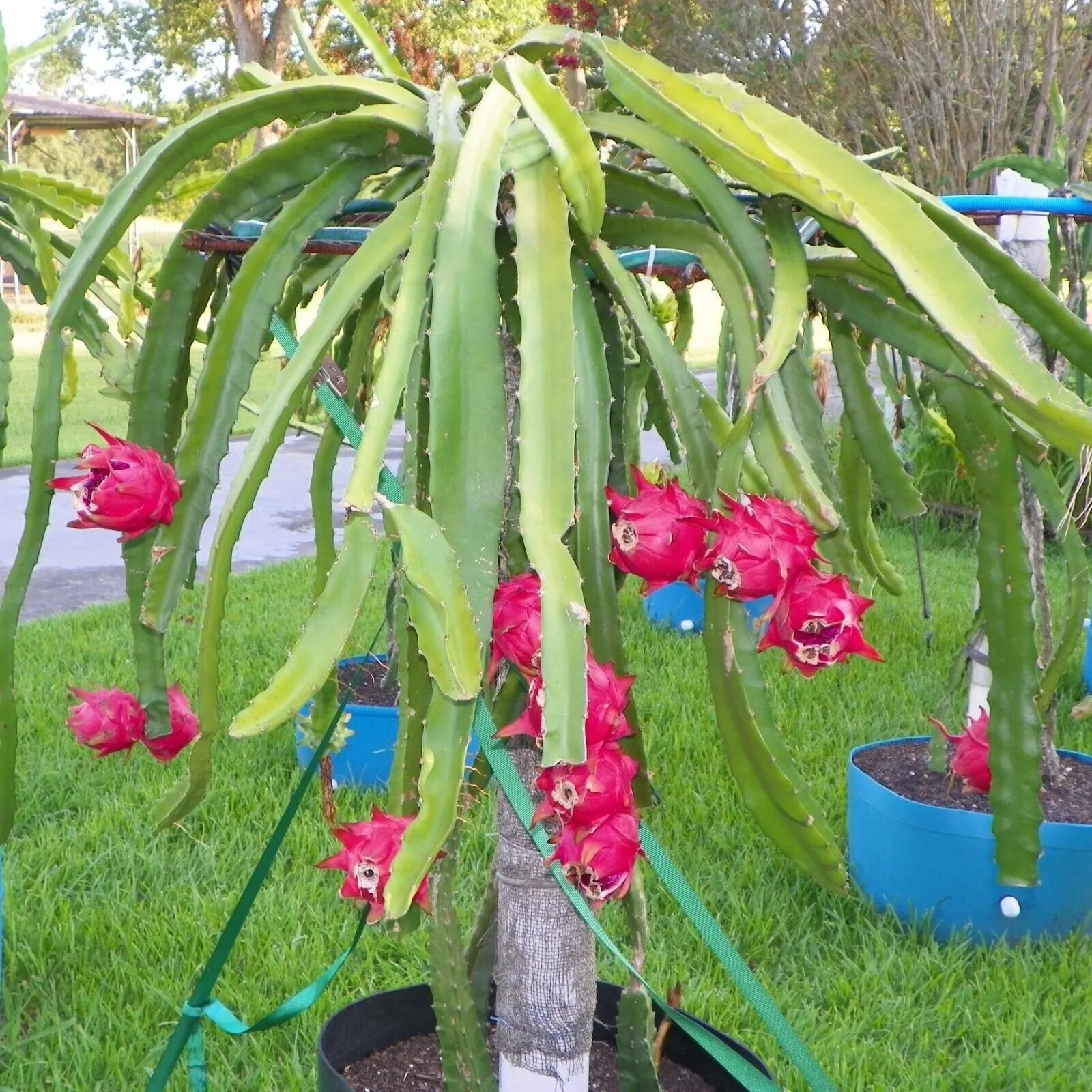 1 Live Plant Dragon Fruit Tree in a 4 Inch Pot Hylocereous Undatus Edible - £45.40 GBP