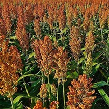 USA Seller Sugar Drip Sorghum Seeds 15 Seeds Free Shipping - £19.41 GBP