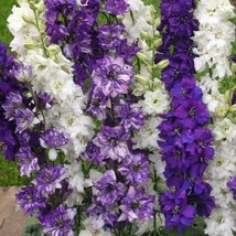 25 Seeds Gigante Delphinium Oceano Mix Semi Di Fiori Mix / Perenne  SS - £10.95 GBP